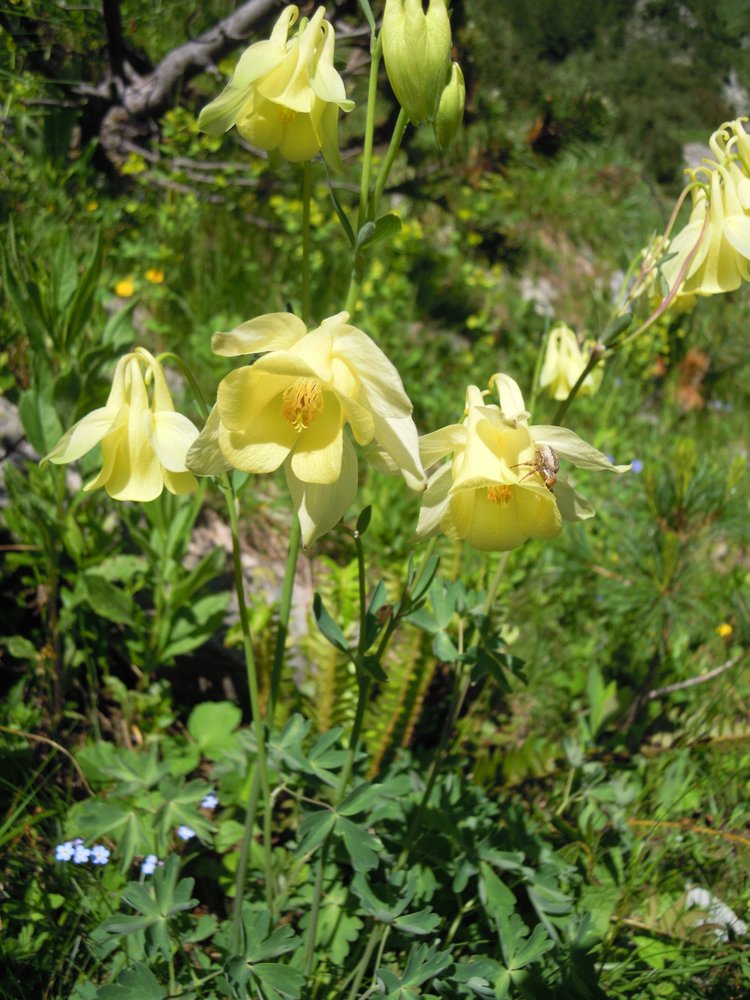 Eine botanische Bergreise - Bulgarien